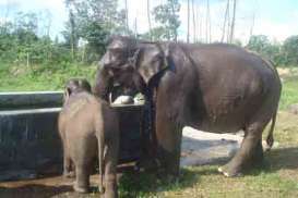 Aek Nauli Elephant Conservation Camp Dorong Kunjungan Wisatawan ke Danau Toba